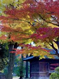 【東京 谷中】極上モンブランと紅葉🍁 レトロスポット巡り