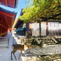 奈良°ㅣ原始森林中的千年神社ㅣ被鹿包圍的春日大社