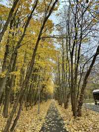 Autumn in Moscow: A Tram Ride to Sheremetyevskaya Dubrava Park 