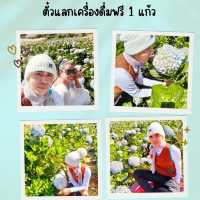 ไฮเดรนเยีย 💗💗💗ฉันมาแล้วนะ