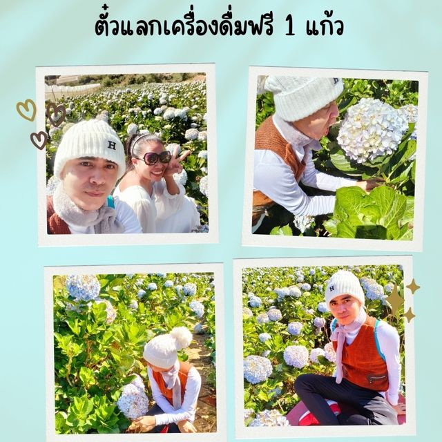 ไฮเดรนเยีย 💗💗💗ฉันมาแล้วนะ