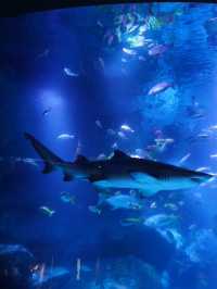 東京｜スカイツリーは展望台だけじゃない！珍しい都心型水族館
