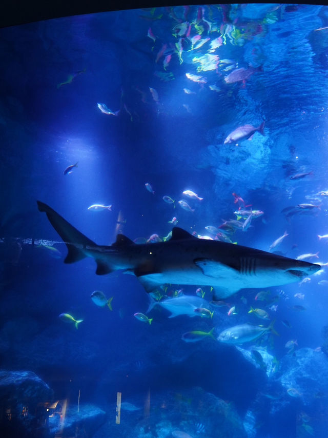 東京｜スカイツリーは展望台だけじゃない！珍しい都心型水族館