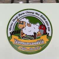  ไร่ปางแกะเมอร์ริโน่ เชียงใหม่ 🐑