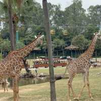 Wild Encounters: A Day at Guangzhou Safari Park