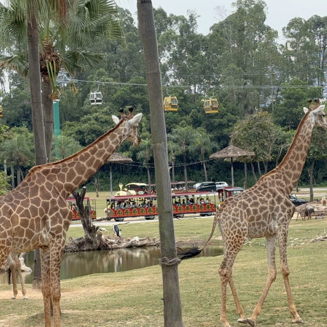 Wild Encounters: A Day at Guangzhou Safari Park