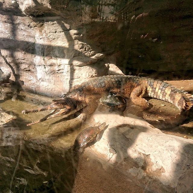 東京景點｜日本最古老的親子動物園—恩賜上野動物園