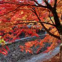 Momiji Kairo • Kawaguchiko 🇯🇵 Japan
