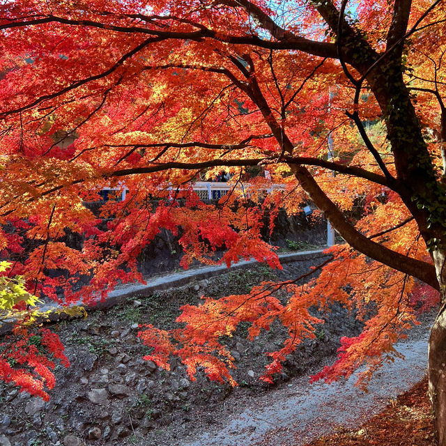 Momiji Kairo • Kawaguchiko 🇯🇵 Japan