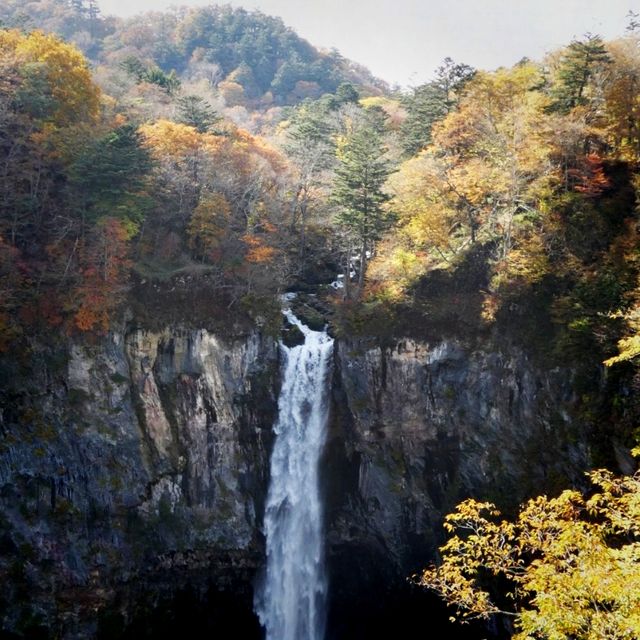 紅葉の季節になりました🍂