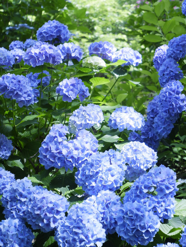 名古屋一日遊：花海＋溫泉
