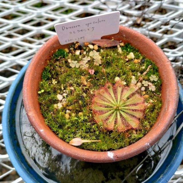 小石川植物園