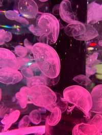 XPark Aquarium ใกล้สนามบินเถาหยวน ไต้หวัน