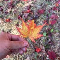 A Beautiful Escape: Nami Island Review
