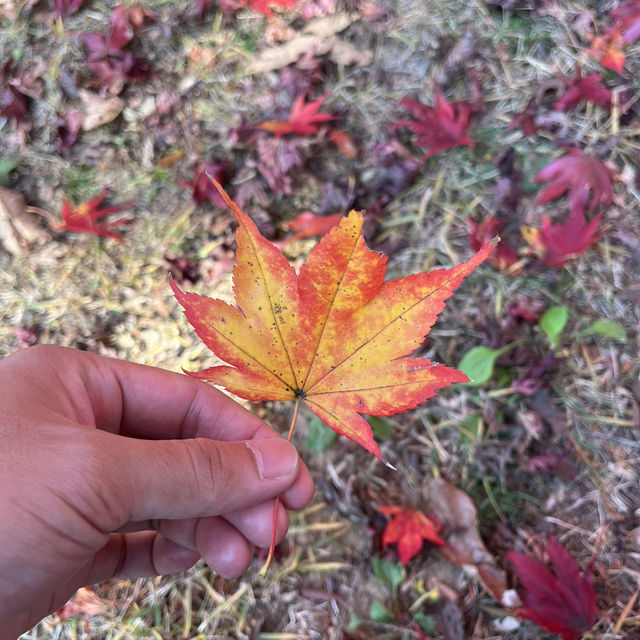 A Beautiful Escape: Nami Island Review