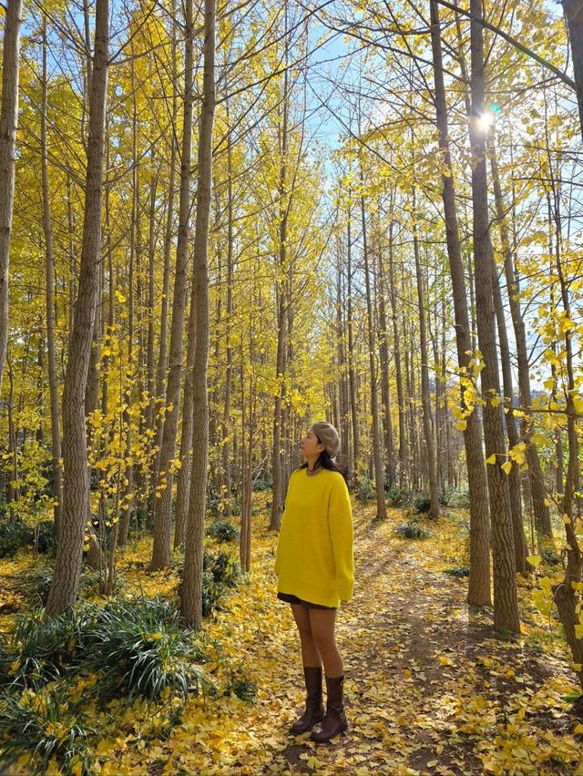 밀양의 숨은명소 암새들 은행나무숲💛
