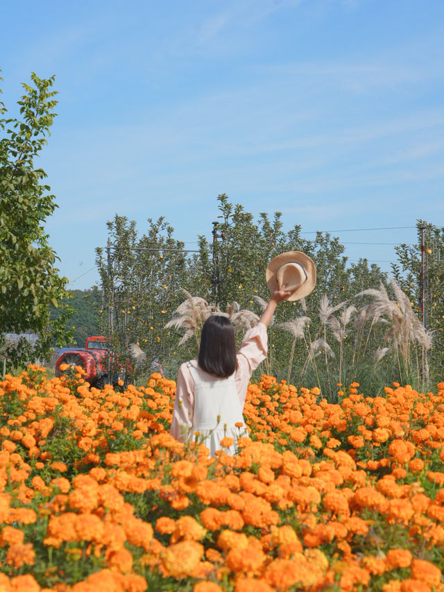 이렇게 예쁜 메리골드 밭은 처음이야🧡