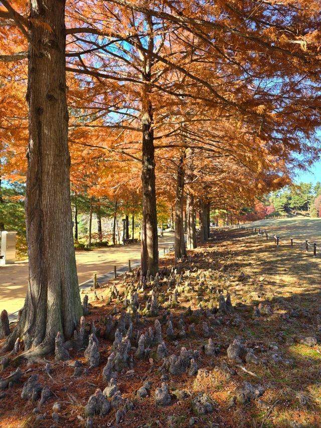 국화와 단풍이 아름다운 청주 가을여행지🤎