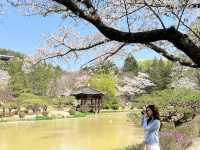 Blossoms and Breeze: The Sakura Magic of Bomun Lake in Spring