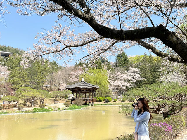 Blossoms and Breeze: The Sakura Magic of Bomun Lake in Spring