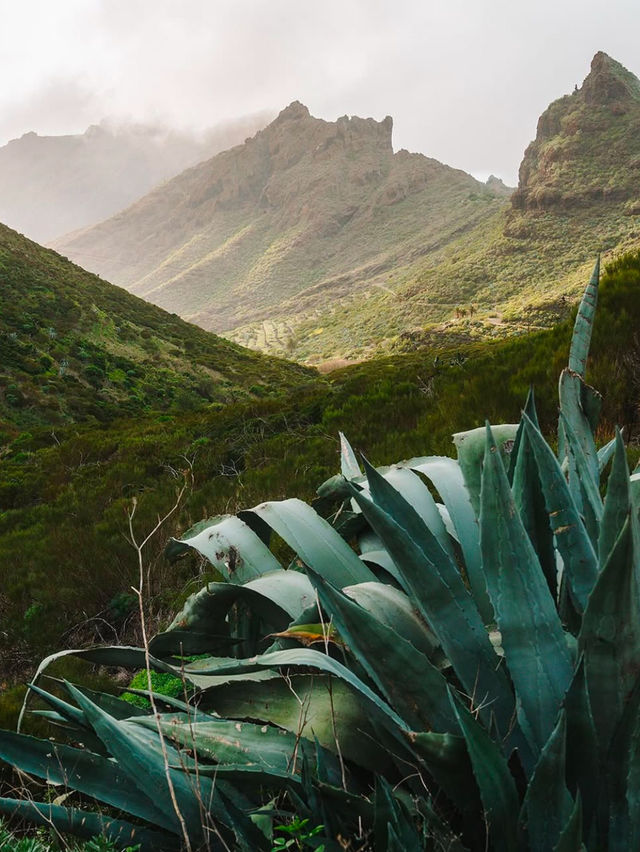 Getting Lost (Happily) in Masca: The Hidden Gem of Tenerife