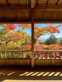 #日本紅葉實況 佐賀県大興善寺超美楓葉🍁