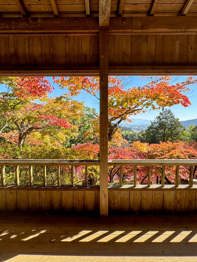 #日本紅葉實況 佐賀県大興善寺超美楓葉🍁