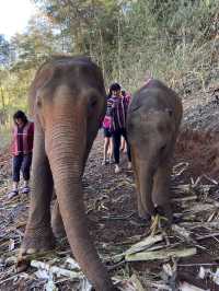 Elephant Sanctuary Chiang Mai: A Heartwarming Experience