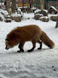 Feeling Foxy at Zao Fox Village