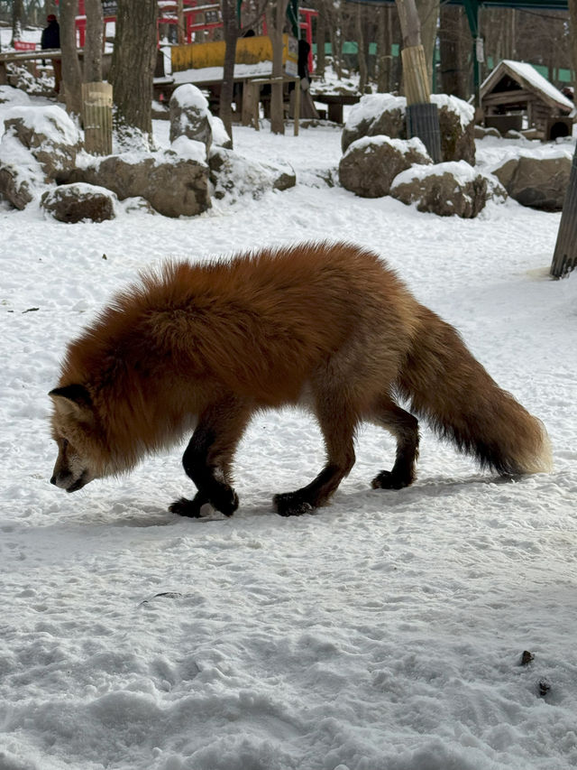 Feeling Foxy at Zao Fox Village
