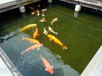 Hiroshima : สวนซันเคเอน Sankeien Garden