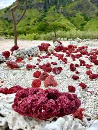 Pink Beach: Nature’s Cotton Candy Coastline