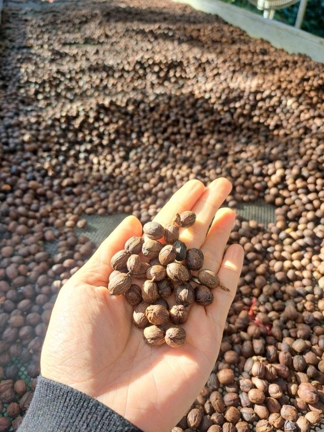 Specialty Coffee @ปางขอน