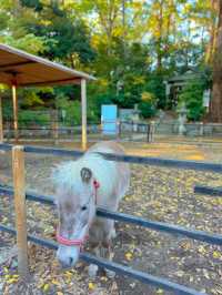【神奈川】馬好きさんはここ行って🐴ご利益たくさんなパワースポット