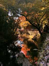 大阪｜近郊的世外桃源-箕面公園 紅葉季還能嚐炸楓葉