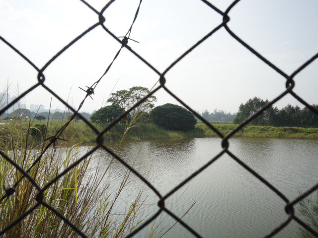 Hong Kong’s Hidden Wetlands: Our Nam Sang Wai Cycling Trip