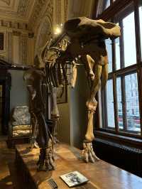 Step Back in Time: Explore the Dinosaurs of Vienna’s Natural History Museum