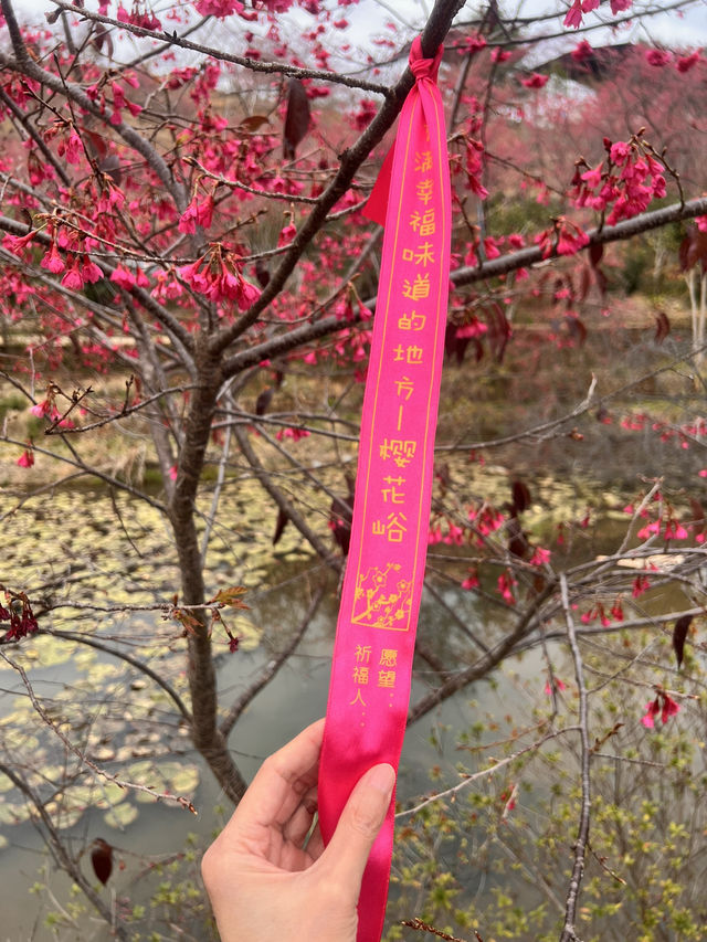 充滿春日浪漫的地方：韶關新豐縣櫻花峪
