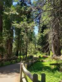 Among Giants – My Outdoor Adventure in Sequoia National Park