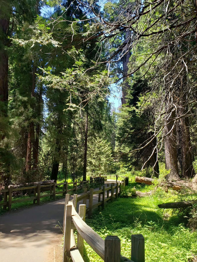 Among Giants – My Outdoor Adventure in Sequoia National Park