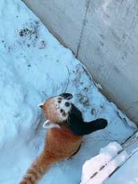 北海道に是非！
