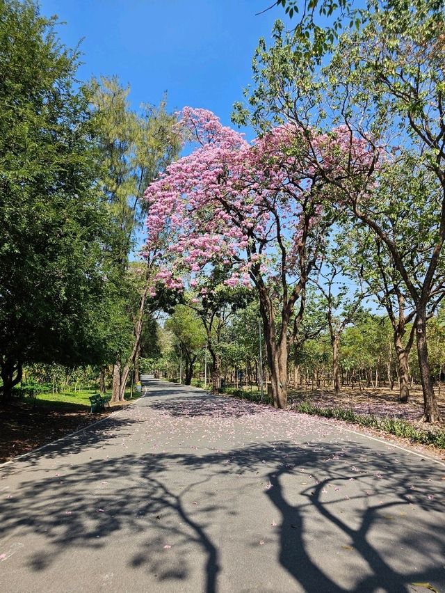 สวนรถไฟในวันที่ดอกไม้บาน