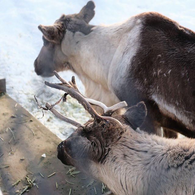 Asahiyama Zoo โซน กวางมูซ