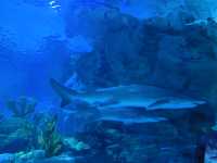 An Underwater Wonderland at Aquaria KLCC