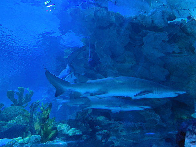 An Underwater Wonderland at Aquaria KLCC