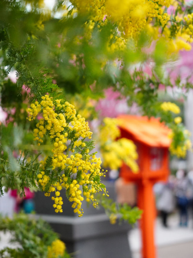 【東京×浅草】 ミモザと河津桜の大人気映えスポット！！
