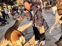 Real encounter with the Deer