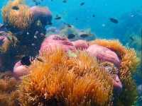 ดำน้ำเกาะจาน เกาะท้ายทรีย์ หาดวนกร ประจวบฯ