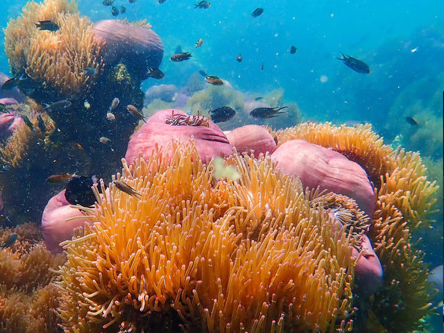 ดำน้ำเกาะจาน เกาะท้ายทรีย์ หาดวนกร ประจวบฯ