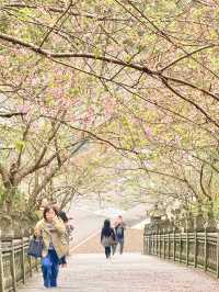 台北｜櫻花隧道到尾聲 碧山巖絕美台北景觀 附開基祖廟傳說